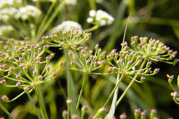 Image of stiff cowbane