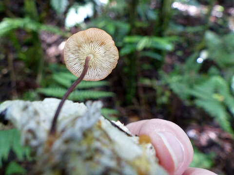 Image of Marasmius elegans (Cleland) Grgur. 1997