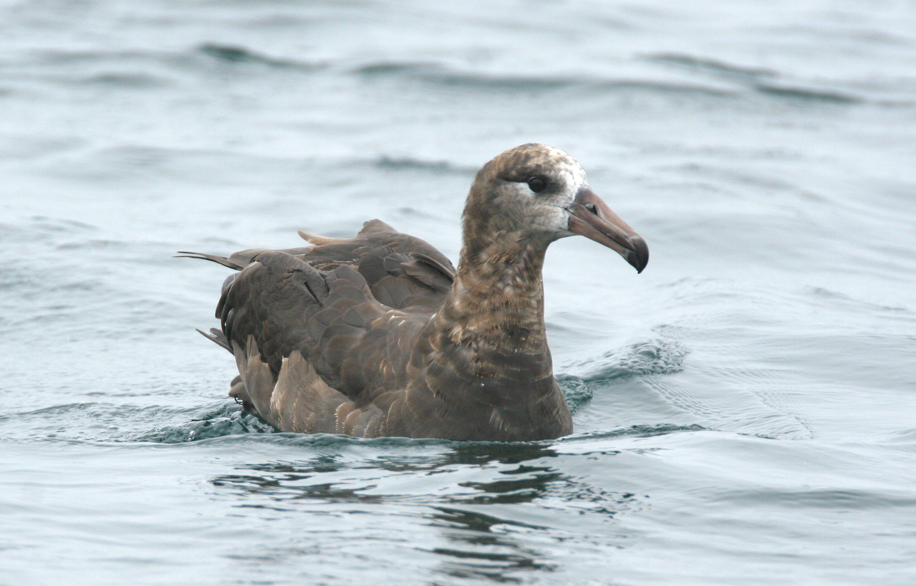 Image of North Pacific albatross