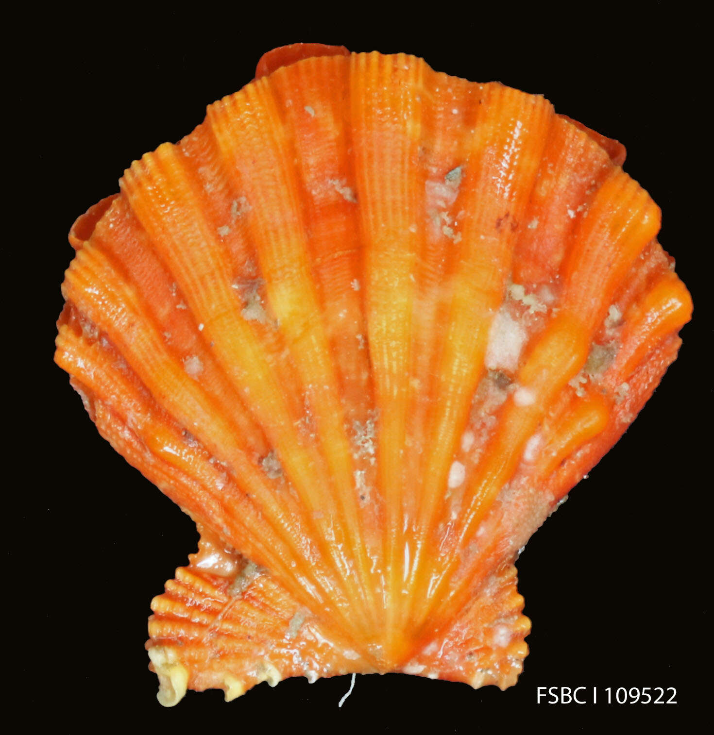 Image of Nodipecten Dall 1898