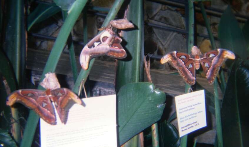 Image of Attacus Linnaeus 1767