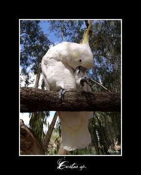 Image of Sulphur-crested Cockatoo