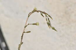 Image of prickly lettuce