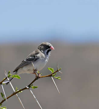 Image of Scaly Weaver