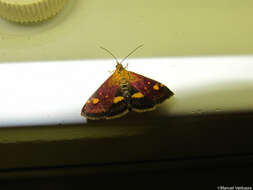 Image of Mint moth