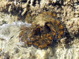 Image of Octopoda
