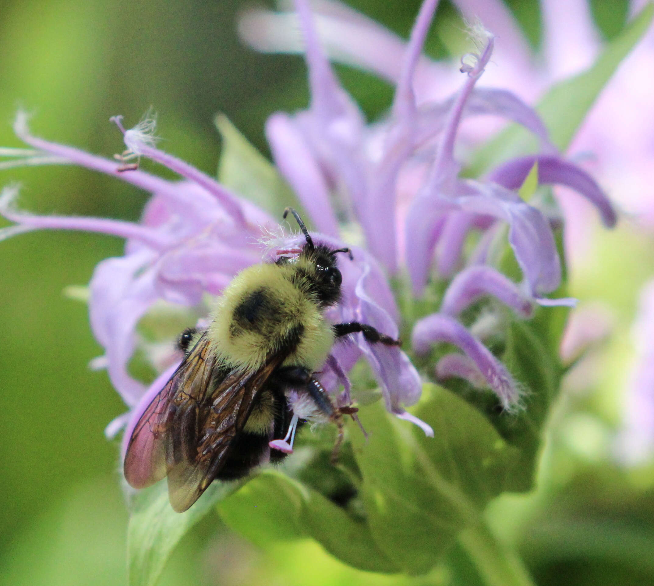 Image of Bumblebees