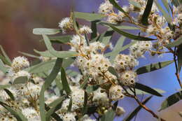 Sivun Eucalyptus gracilis F. Müll. kuva