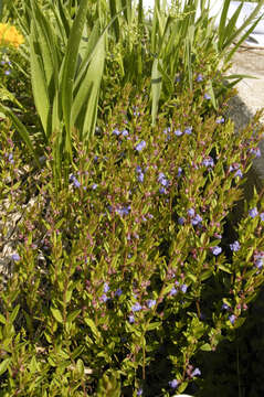 Image of Scutellaria parvula var. leonardii (Epling) Fernald