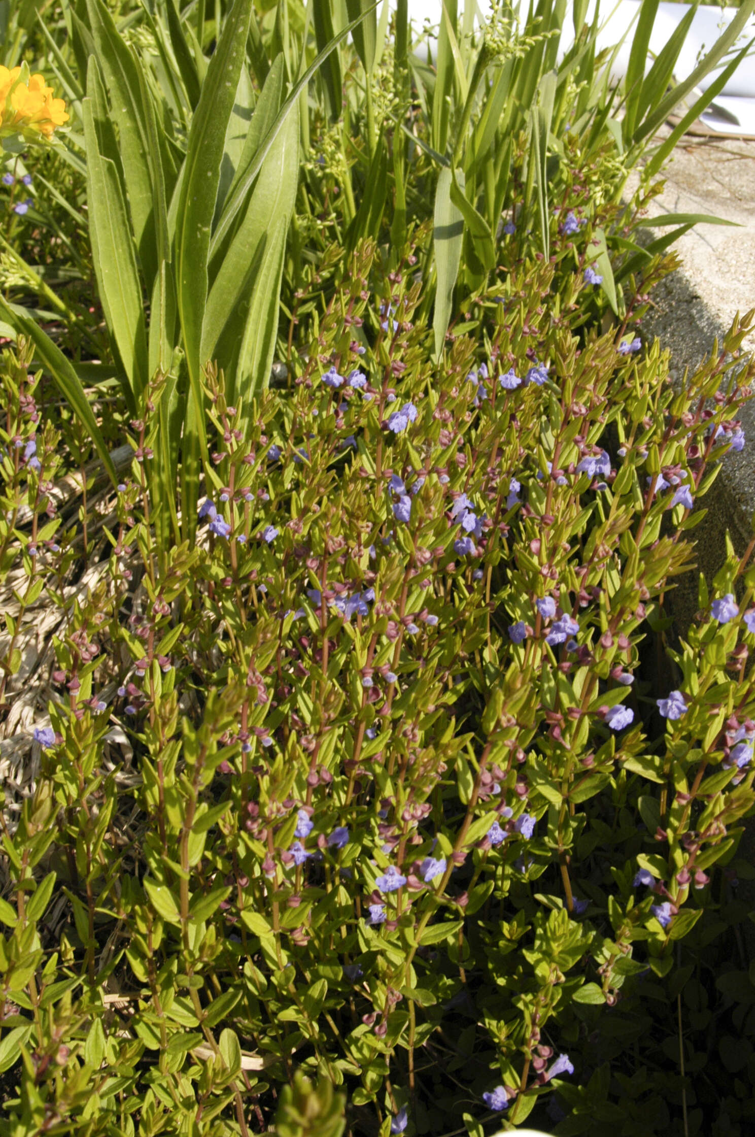 Sivun Scutellaria parvula Michx. kuva