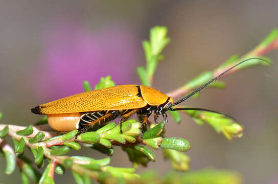 Image of bush cockroach