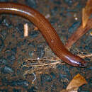 Image of Short-limbed Snake-skink