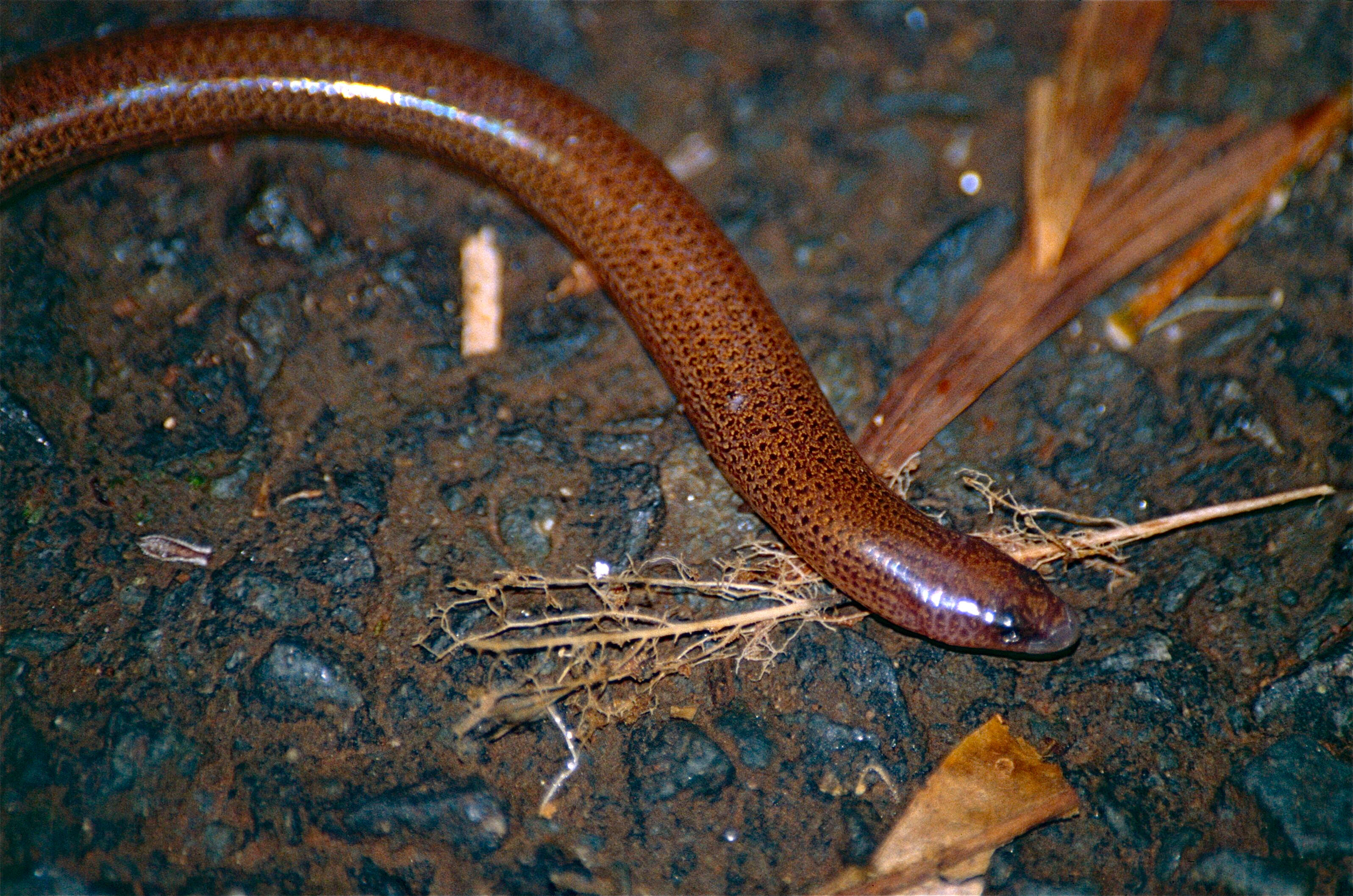 Image of Ophioscincus