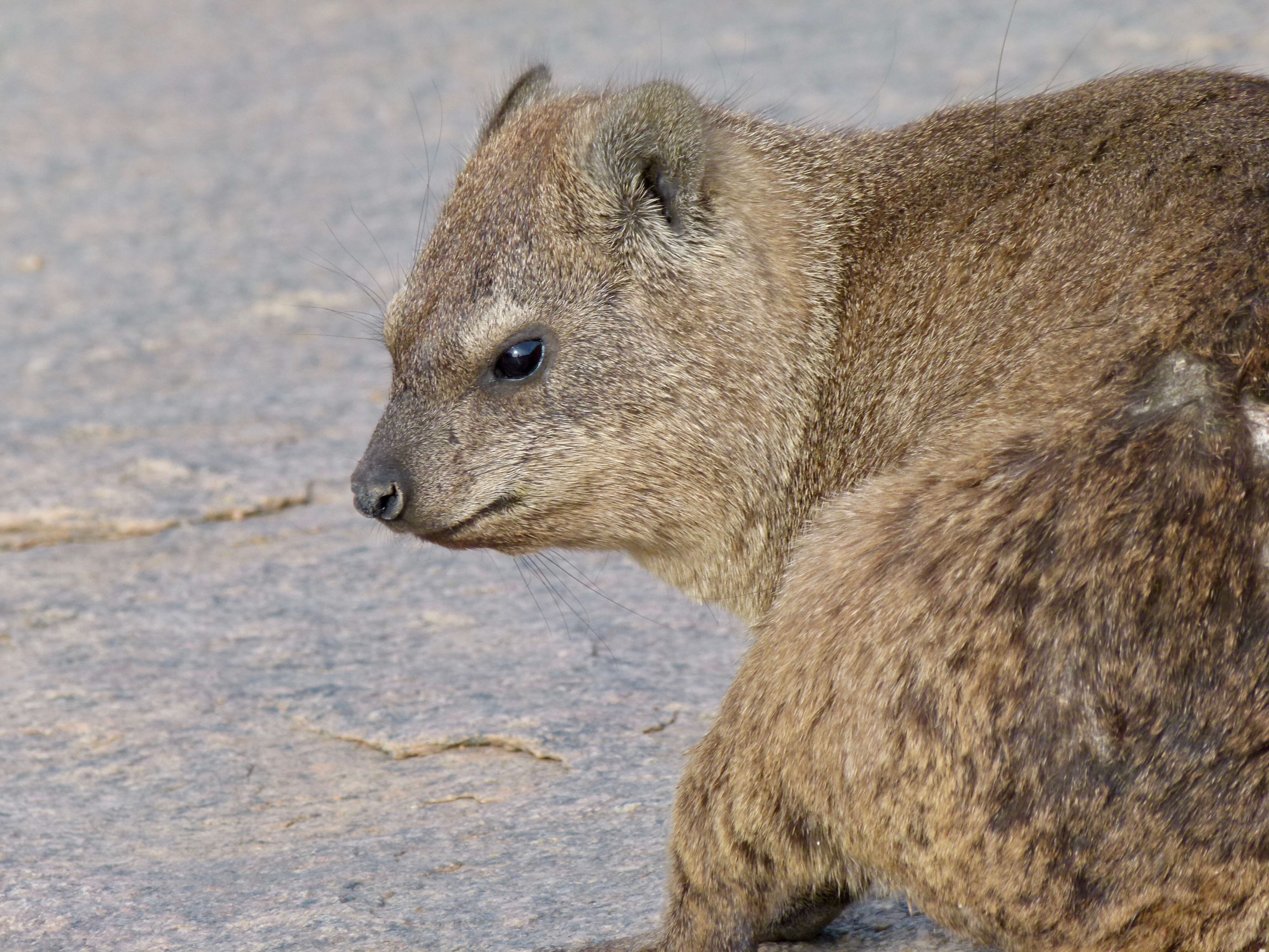 Image of Rock Hyrax