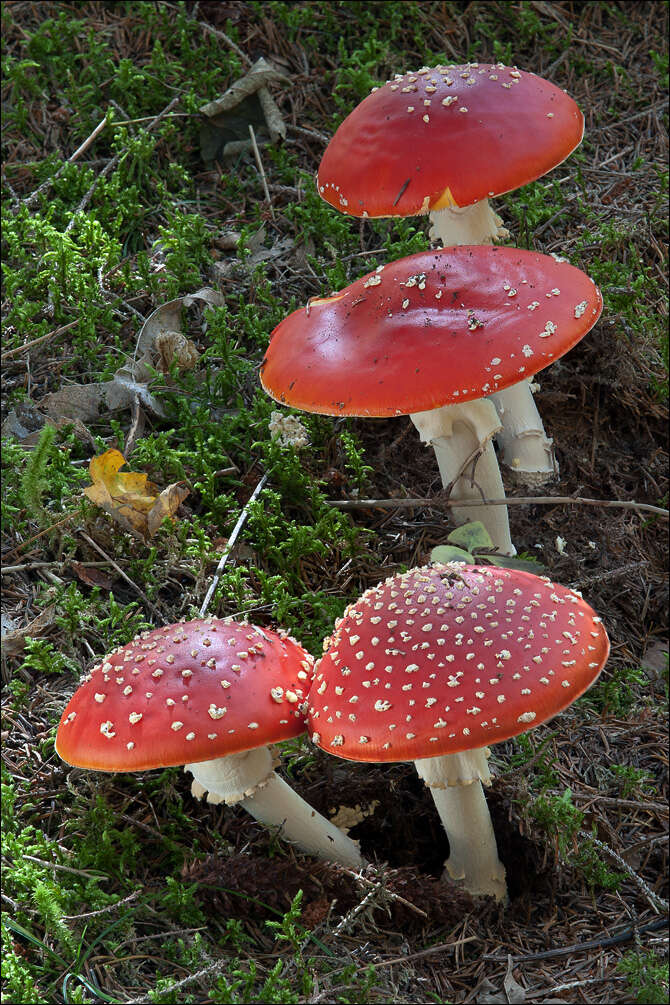 Image of Amanita