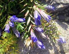 Image of crested gentian