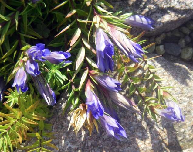 Image of crested gentian