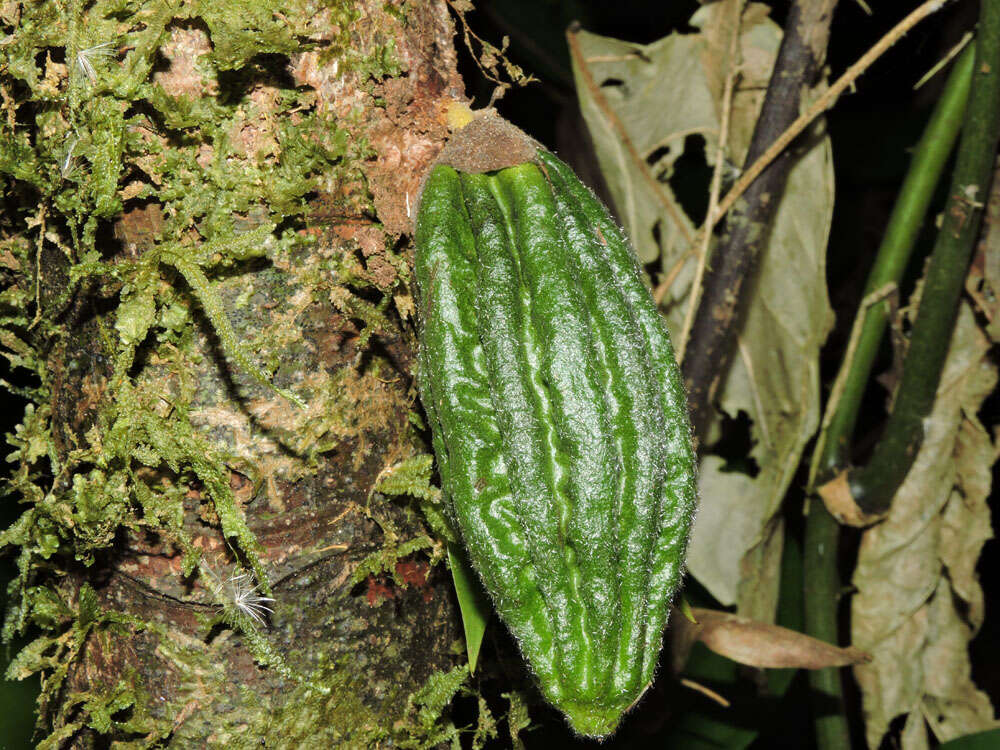 Слика од Herrania purpurea (Pittier) R. E. Schult.