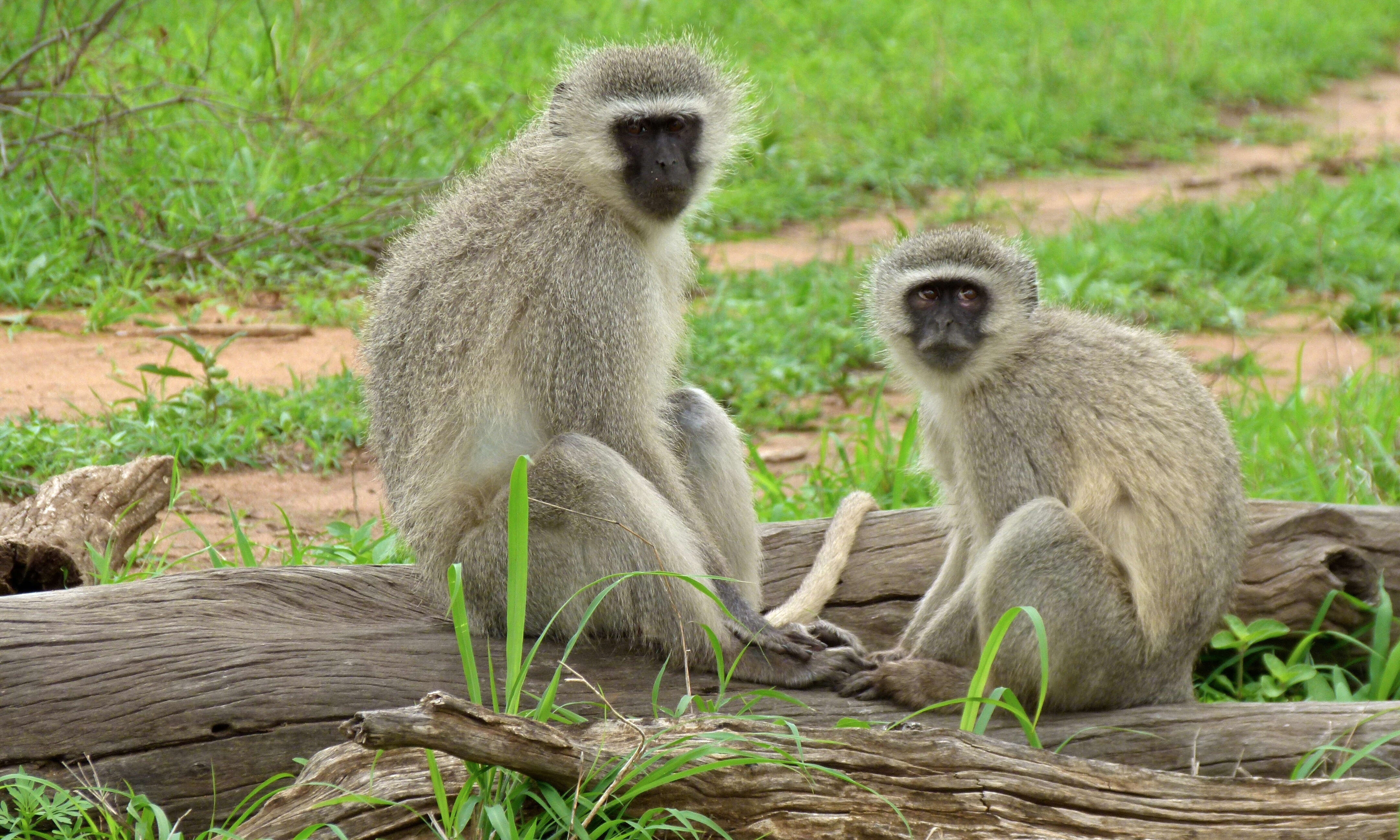 Image of Vervet Monkey