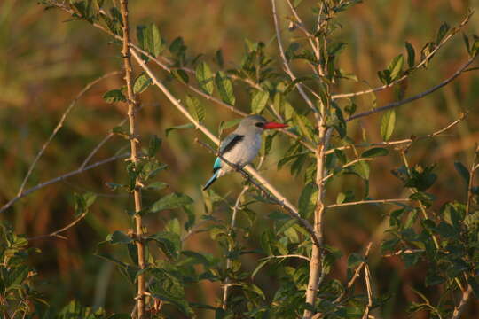 Image of Mangrove Kingfisher