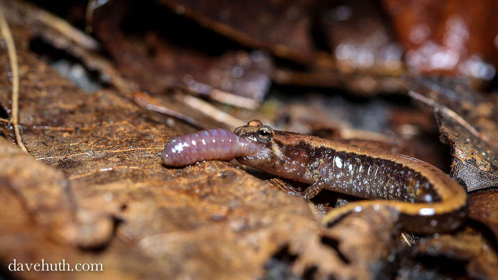 Image of dusky salamanders