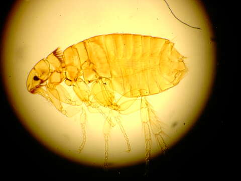 Image of Cat and Dog Fleas