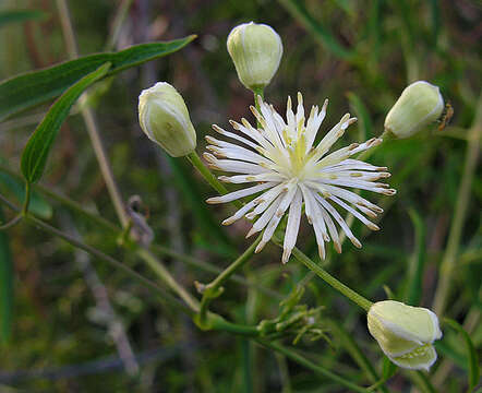 Image of Clematis montevidensis Spreng.