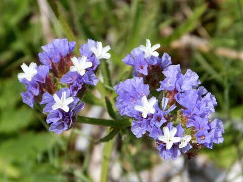 Imagem de Limonium sinuatum (L.) Miller