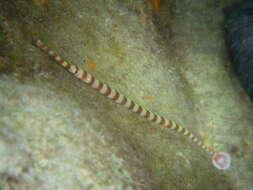 Image of banded pipefish