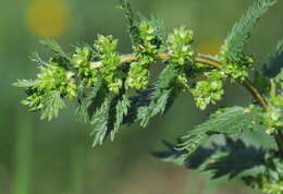 Image of Urtica