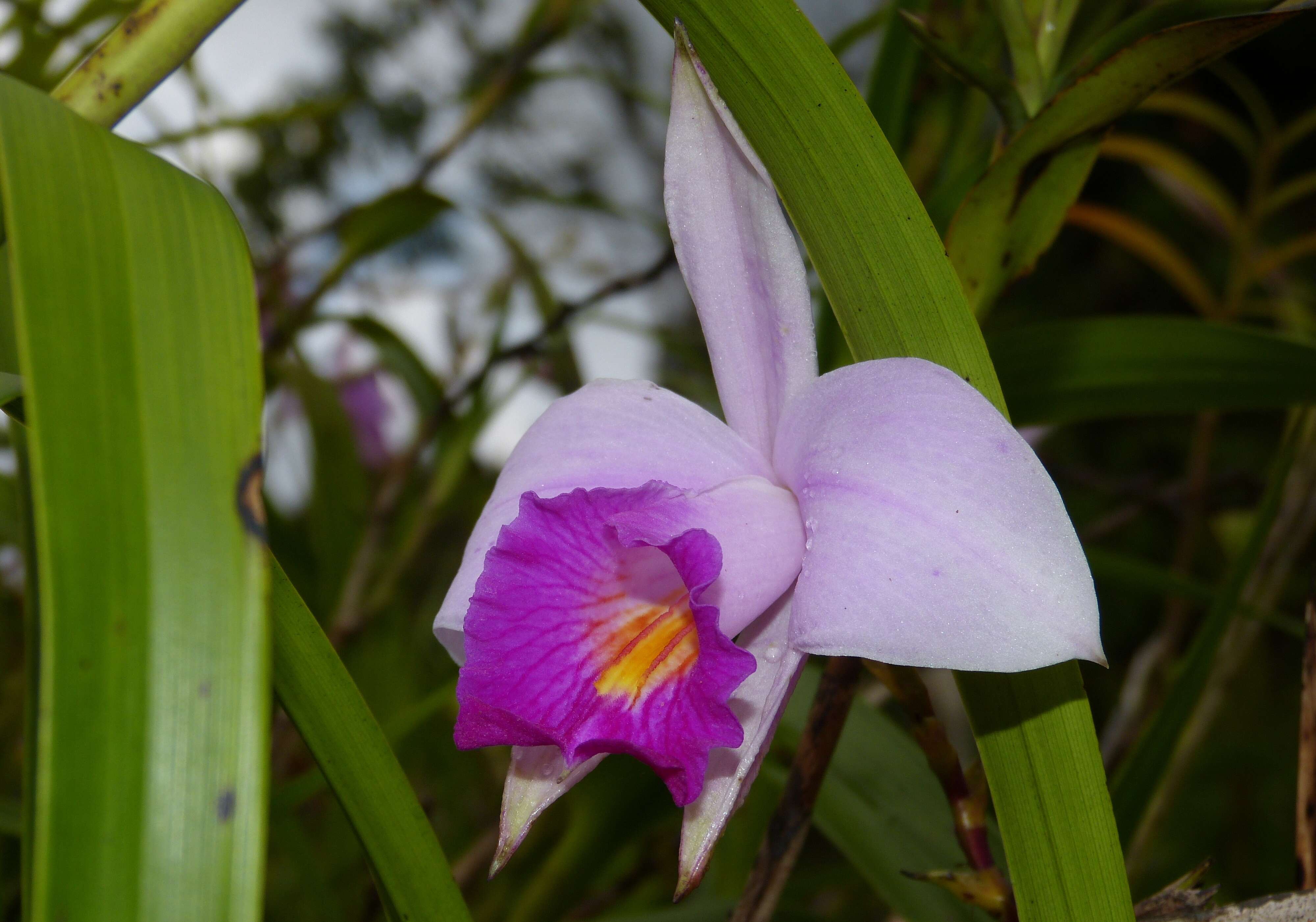 Image of Bamboo orchid