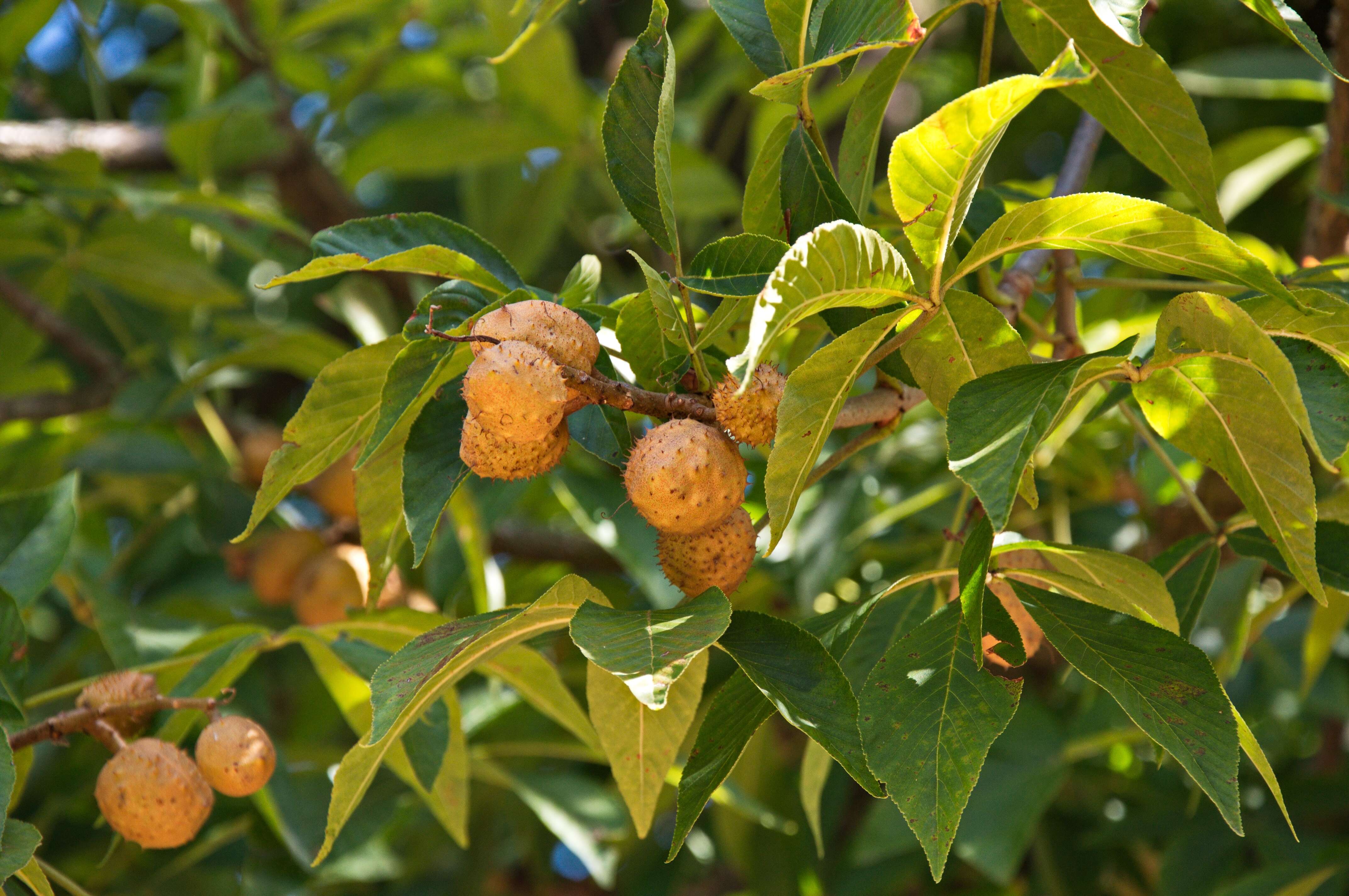 Image of Buckeyes & Horse-chestnuts