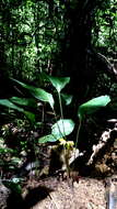 Image de Goeppertia brasiliensis (Körn.) Borchs. & S. Suárez