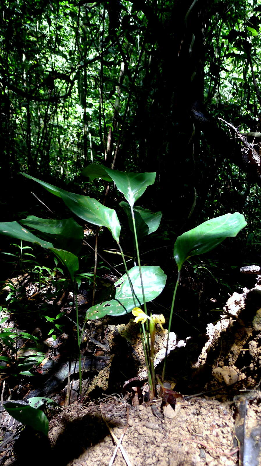 Image de Goeppertia brasiliensis (Körn.) Borchs. & S. Suárez