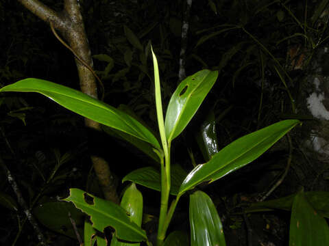 Stenospermation marantifolium Hemsl. resmi