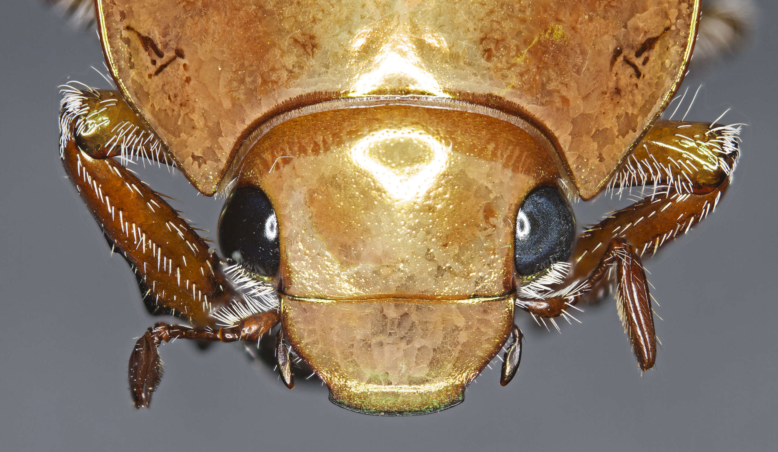 Image of Emerald Tip Beetle