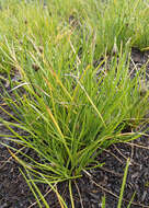 Image of bulrush