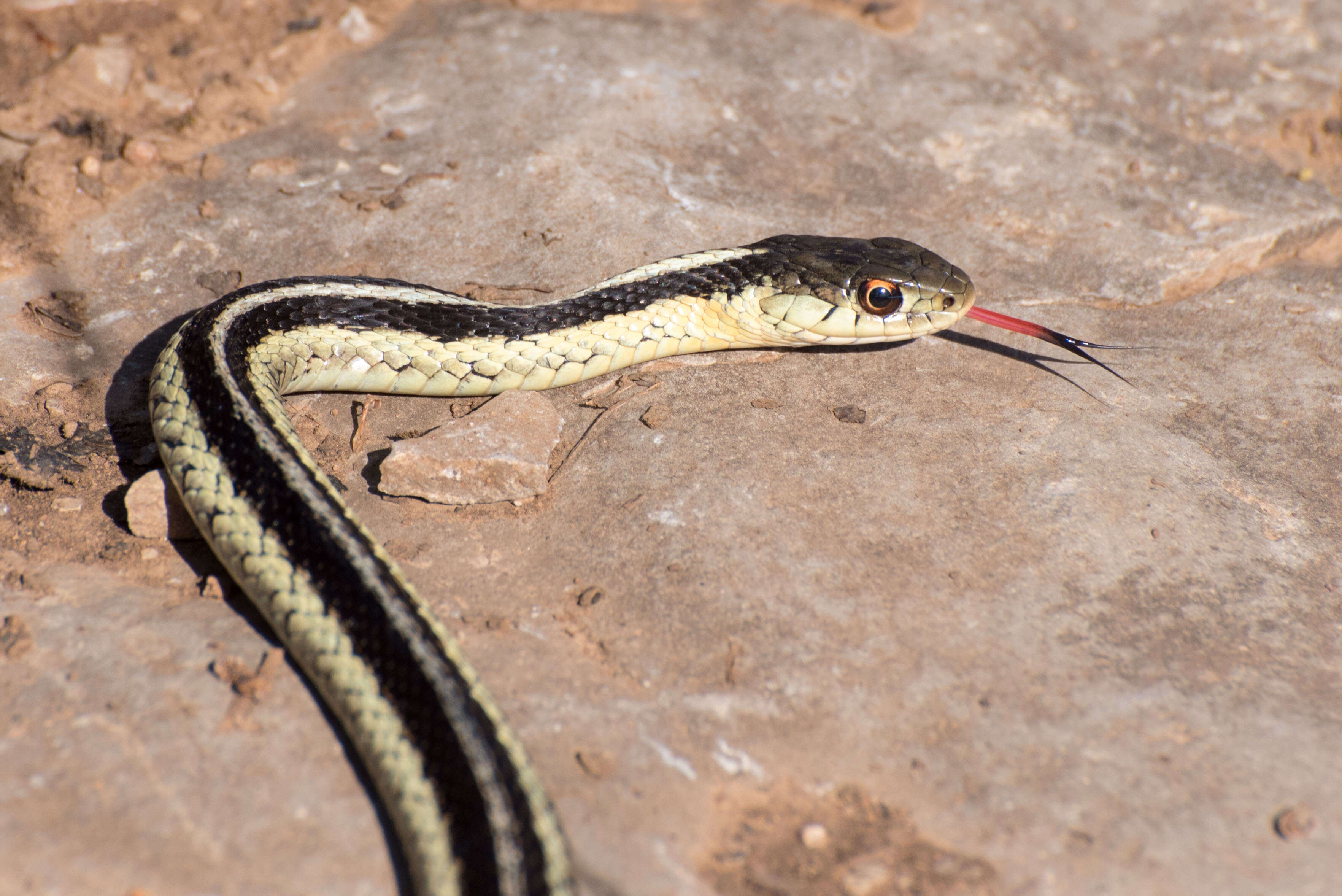 Image of Thamnophis sirtalis sirtalis (Linnaeus 1758)