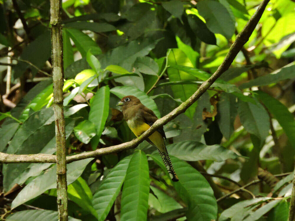 Image of Black-throated Trogon