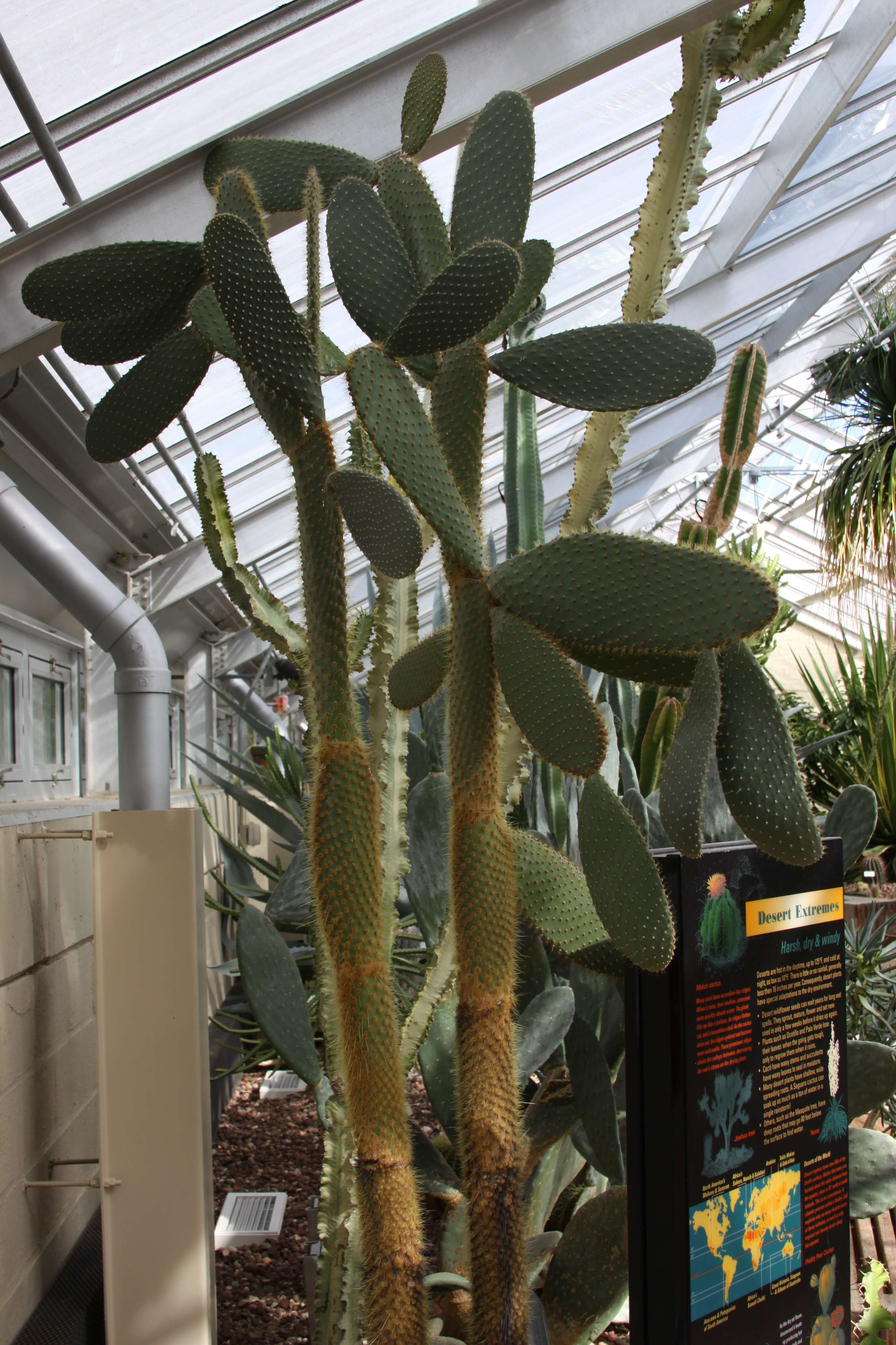 Image of Prickly pear