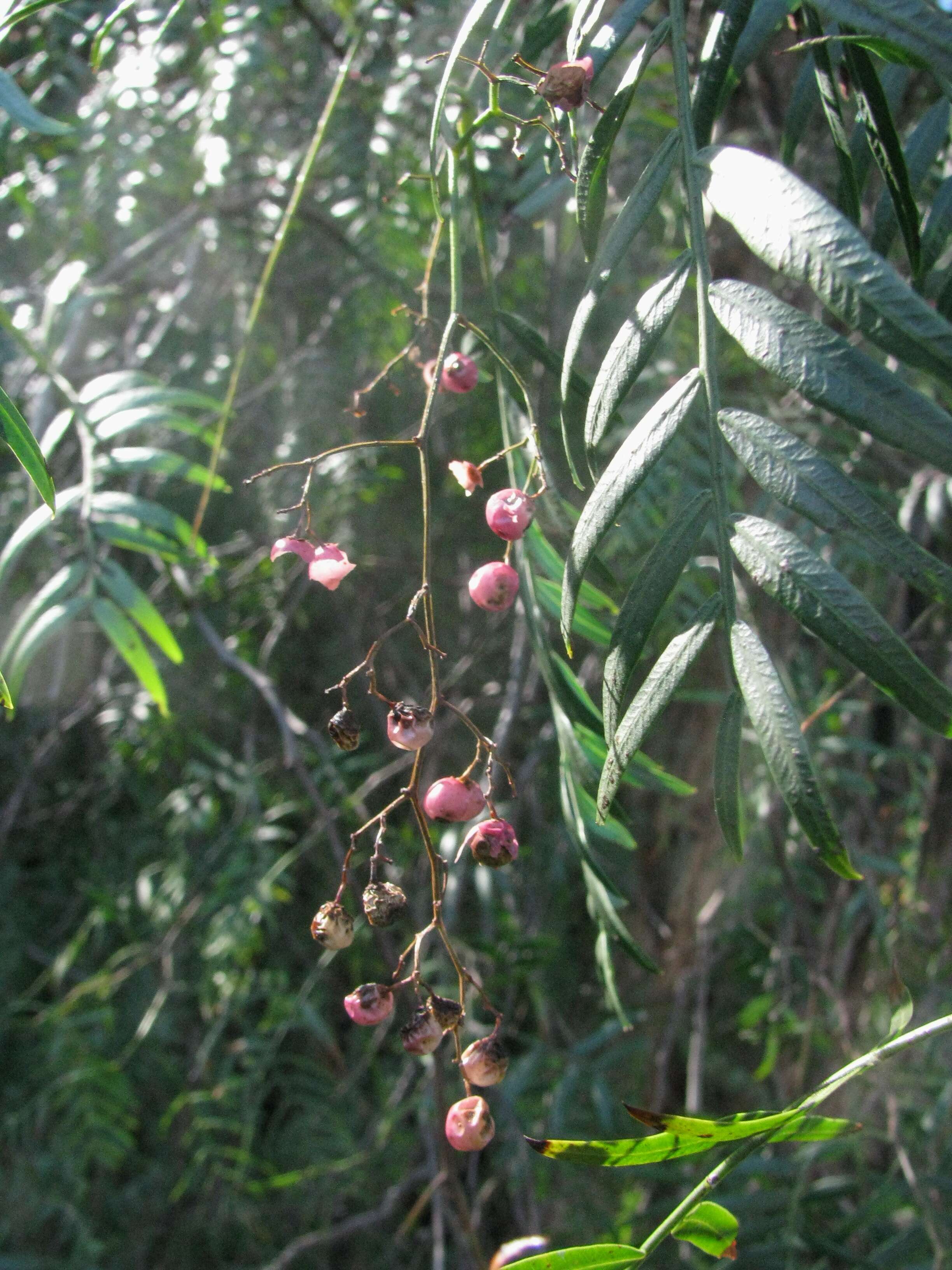 Image of peppertree