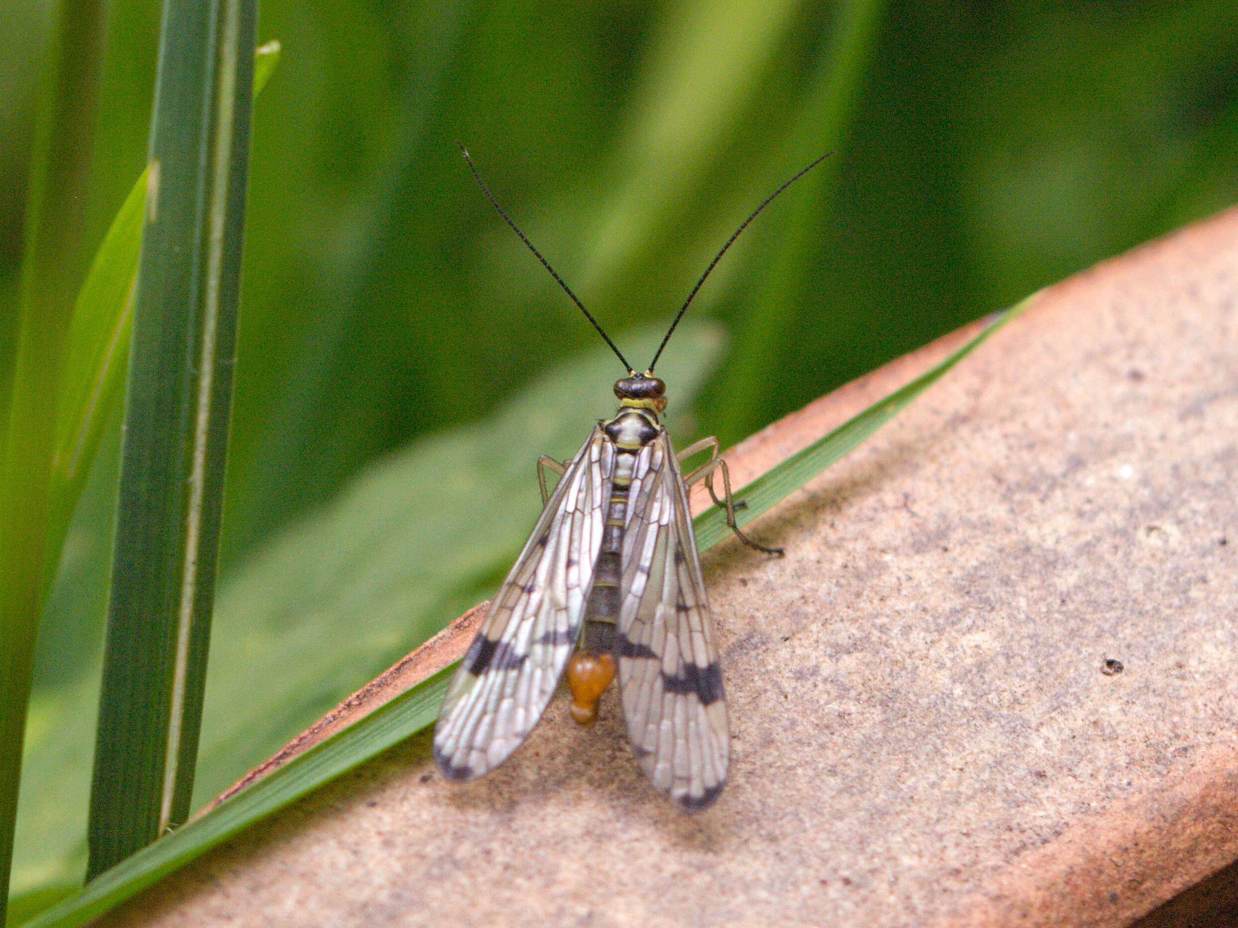 Image of scorpionflies