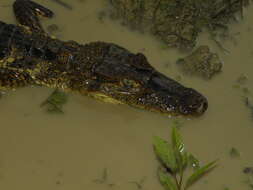 Image of Common Caiman