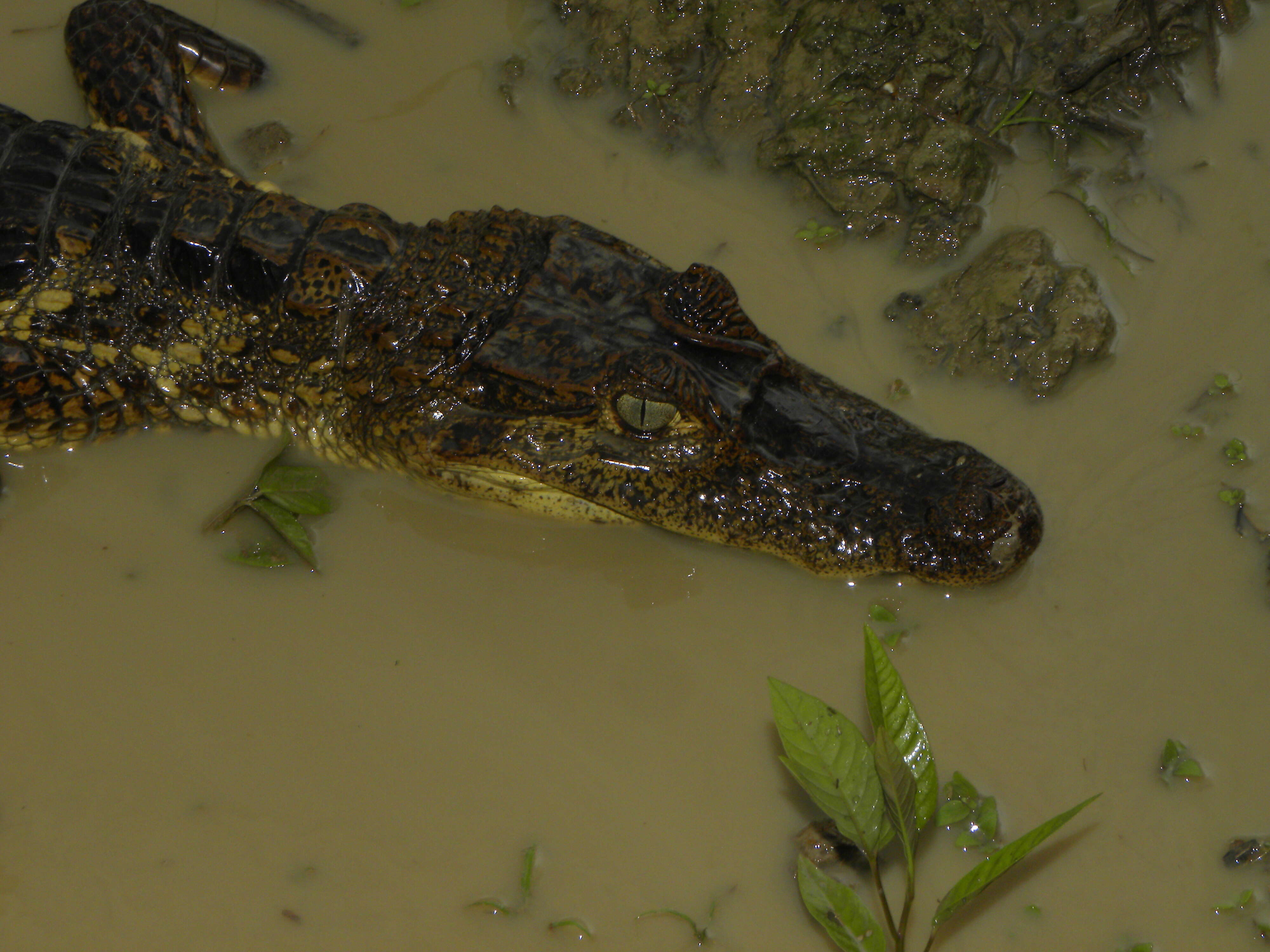 Image of Caimans