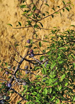 Imagem de Prunus spinosa L.