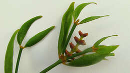 Image of Mistletoe