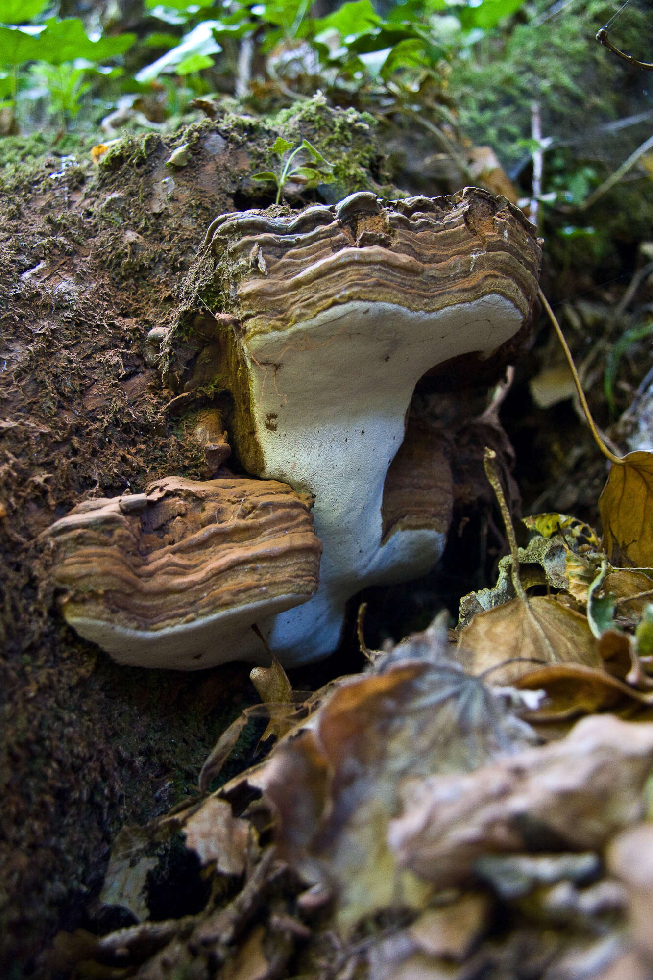 Image of Ganoderma