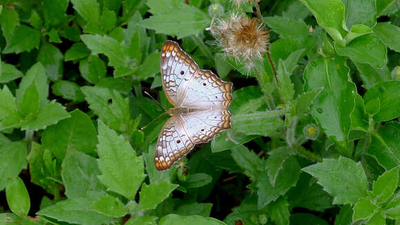 Imagem de Nymphalidae