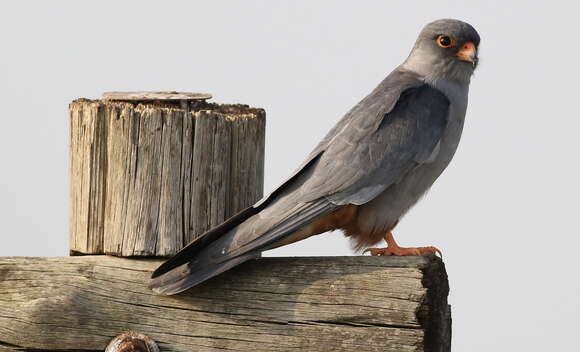 Image of Amur Falcon