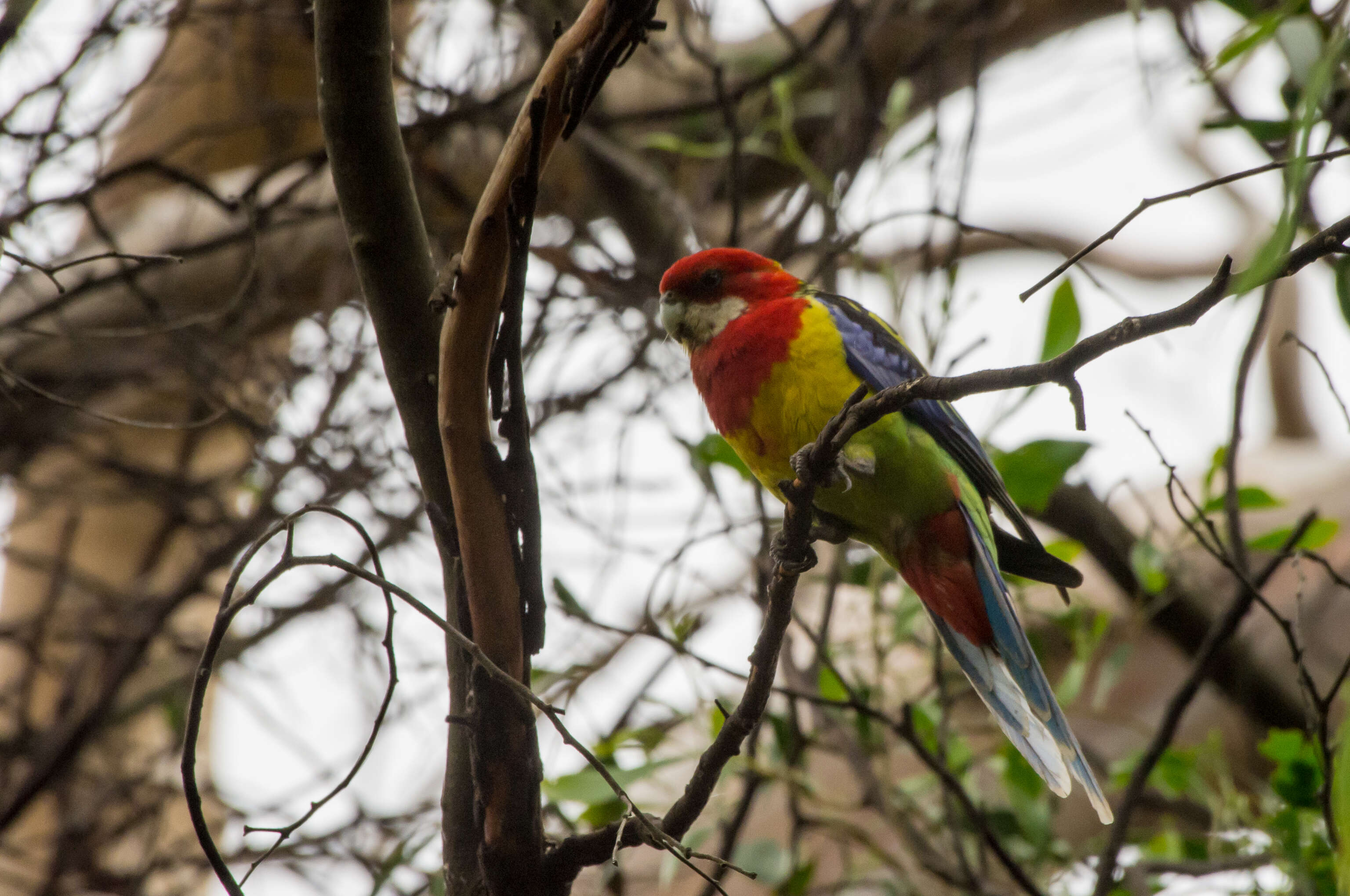 Image of Eastern Rosella